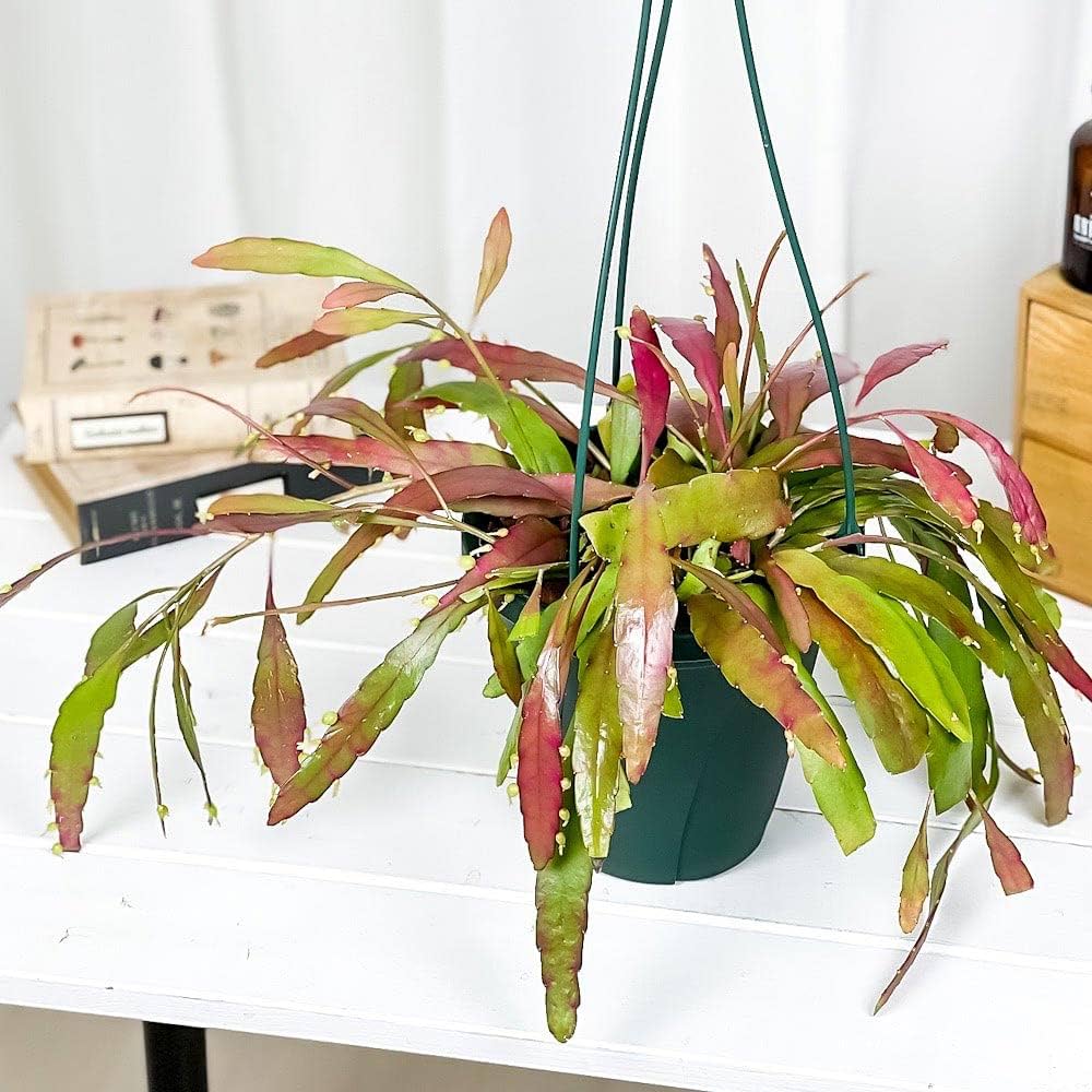 Amazon.co.jp: PLANCHU 観葉植物 プセウドリプサリス ラムローサ